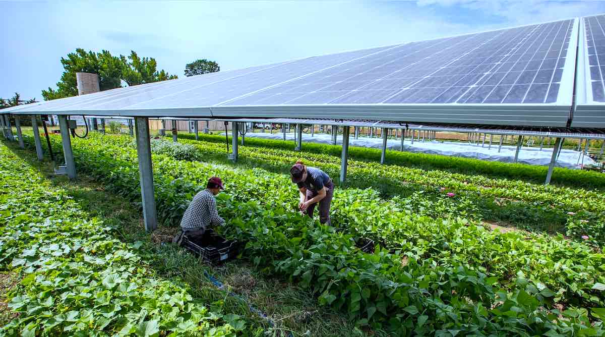 Agri-PV: Zwei Ernten auf einem Hektar
